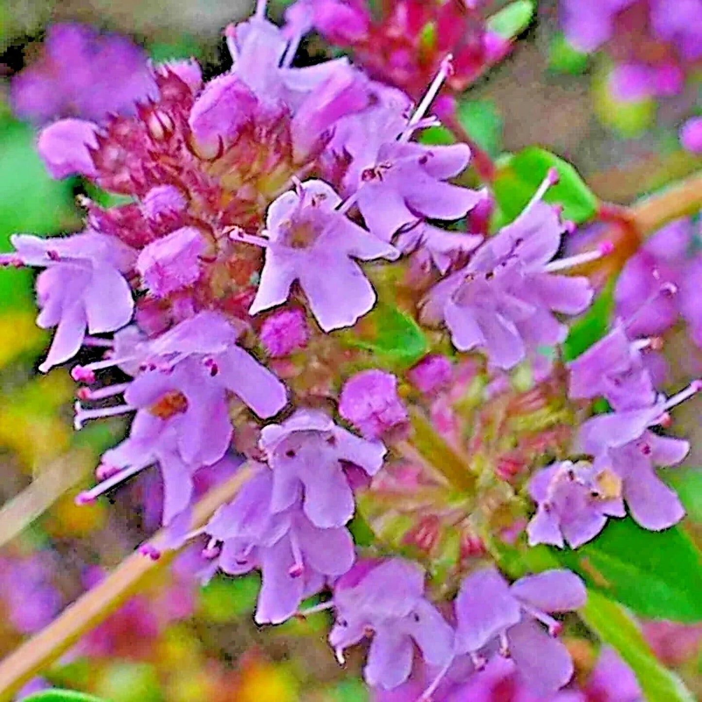 Creeping Thyme Seeds 200 Pack | Purple Groundcover Herb | Drought Tolerant Perennial Thymus serpyllum
