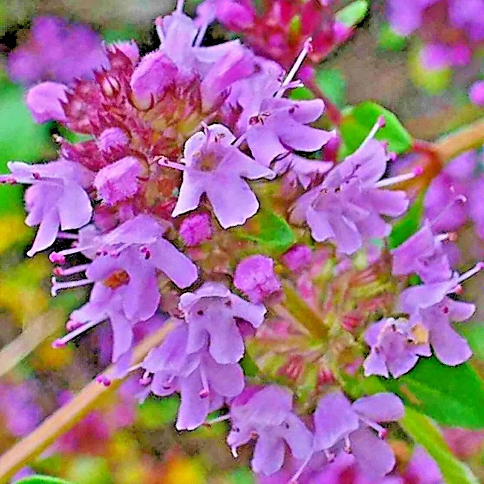 Creeping Thyme Seeds 200 Pack | Purple Groundcover Herb | Drought Tolerant Perennial Thymus serpyllum