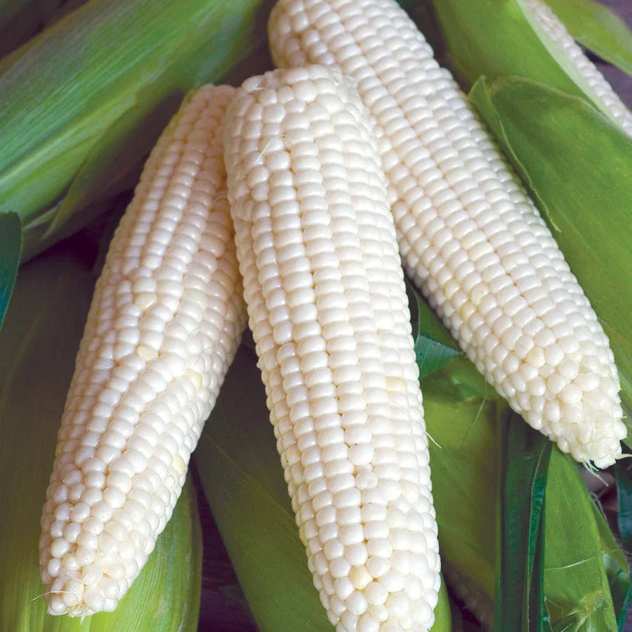 Sweet Corn Seeds Silver Queen Variety Zea mays - Fresh Non-GMO Seeds
