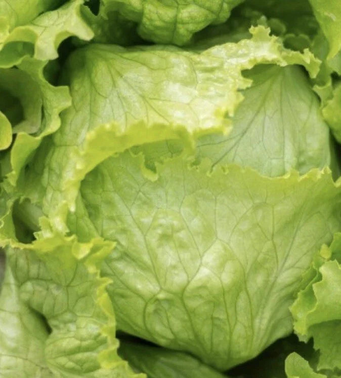 Iceberg Lettuce Seeds - Pack of 1000+ Heirloom Vegetable Seeds for Salad, Lactuca sativa, Crispy, Fast-Growing, Non-GMO