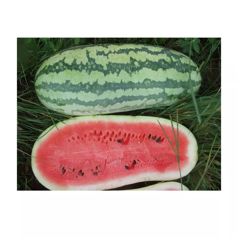 Giant Jubilee Watermelon Seeds - Non-GMO Heirloom Citrullus lanatus for Home Garden Planting, Large Juicy Melons