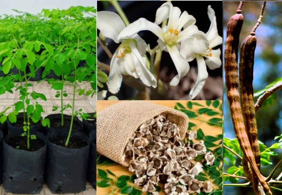 Organic Moringa Oleifera Tree Seeds - Pack of 10+ Viable, Fast-Germinating, Nutrient-Rich Superfood Seeds