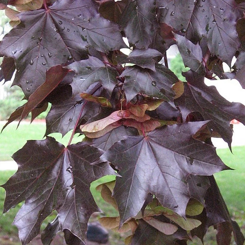 Crimson King Norway Maple Seeds – Fast Growing Acer platanoides Tree Seeds, 20 Count for Landscaping and Shade
