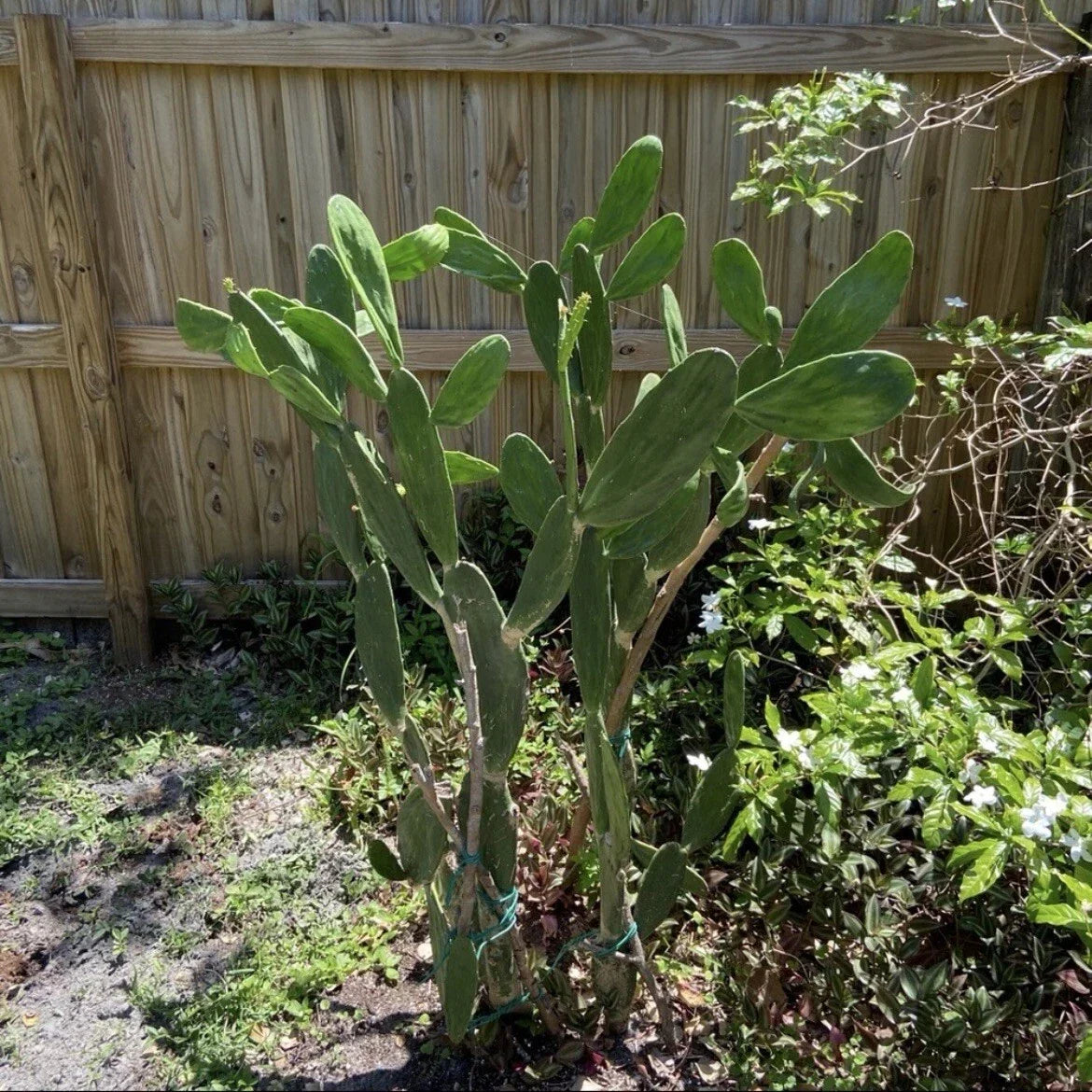 Dragon Fruit & Prickly Pear Cactus Unrooted Plant Cuttings Lot of 2 - Hylocereus undatus & Opuntia spp.