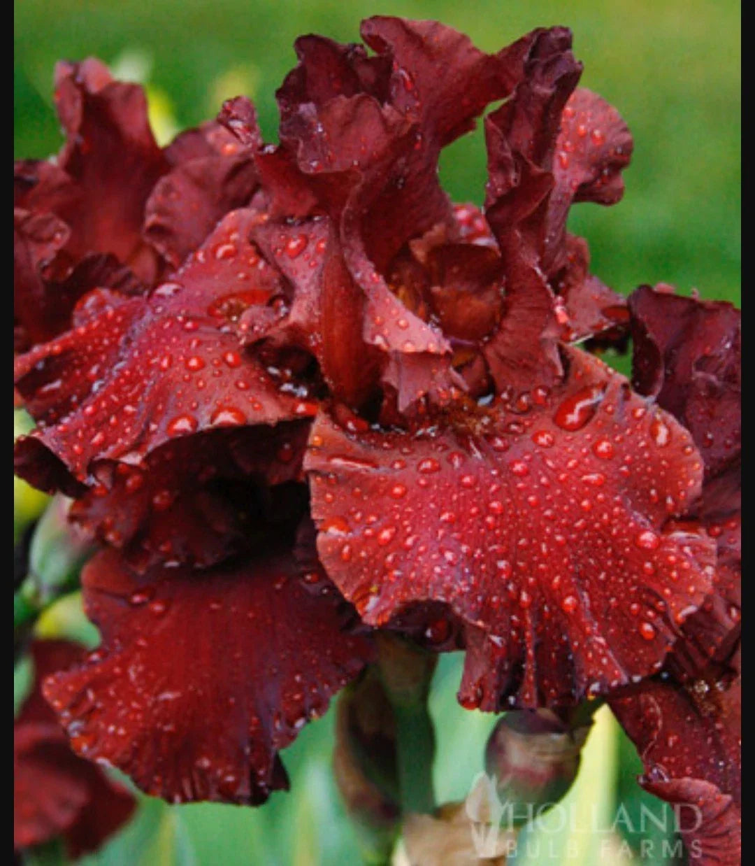 Red War Chief Tall Bearded Iris Rhizome - Reblooming Burgundy Red Flowers