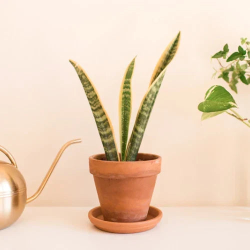 Snake Plant Cuttings - 2 Unrooted Sansevieria trifasciata for Indoor Gardening