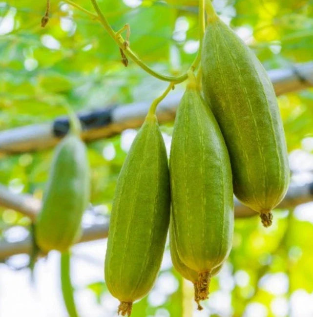 Heirloom Gourd Seeds - Luffa cylindrica Climbing Vine for Natural Sponges - Non-GMO, Eco-Friendly Gardening Pack of 20