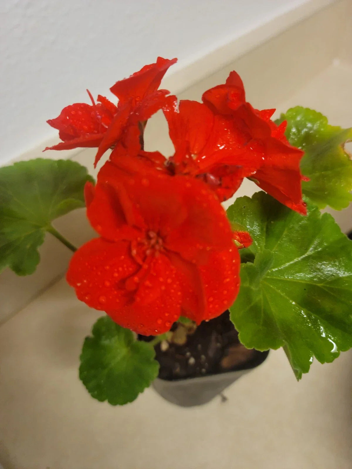 Live Rooted Geranium Zonal Pelargonium DARK RED - Fragrant Flowering Houseplant