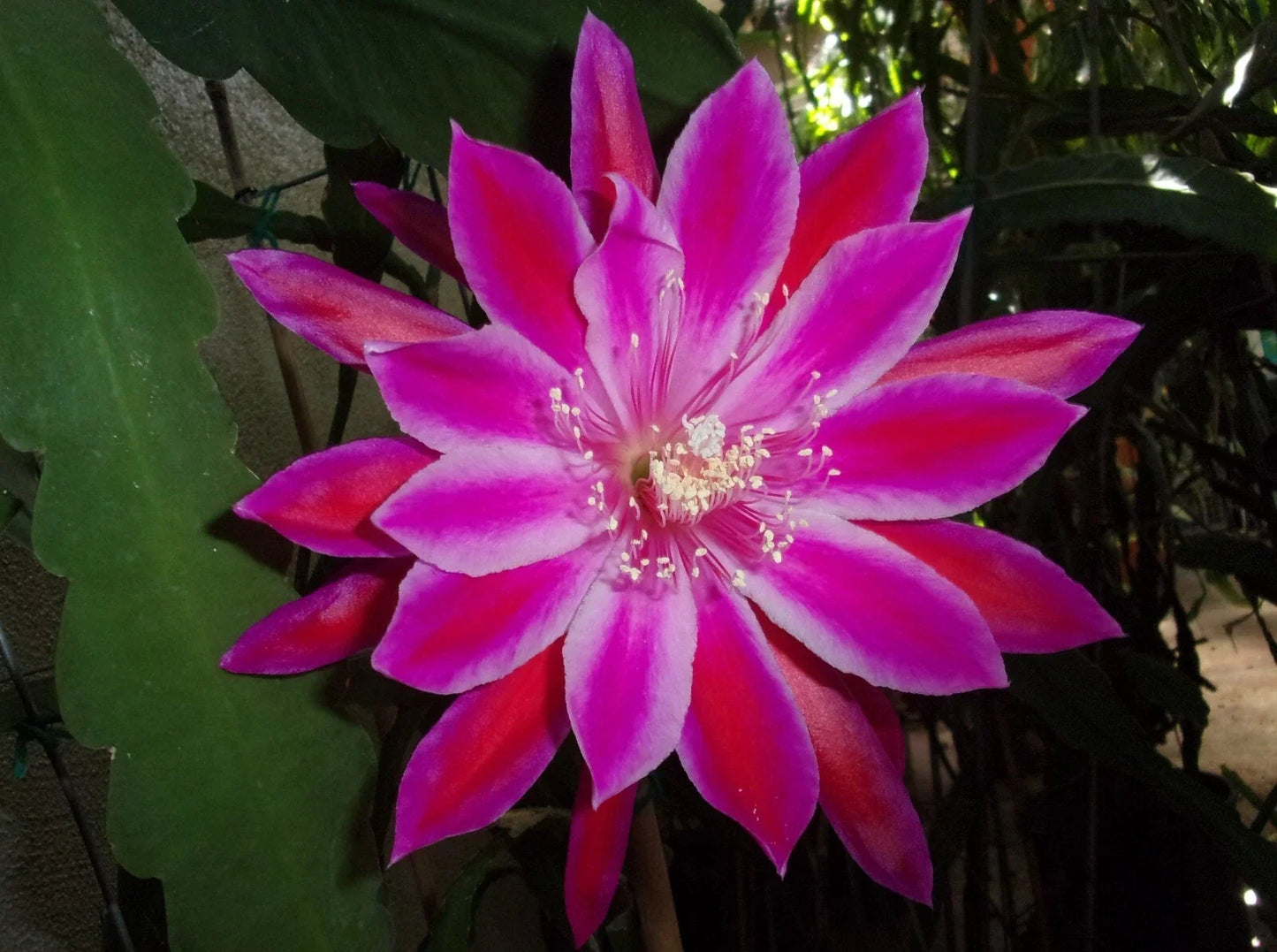 Epiphyllum Orchid Cactus Cutting - "TAKIN' IT TO THE STREETS" - Unique Trailing Epiphyllum spp. for Indoor Gardening