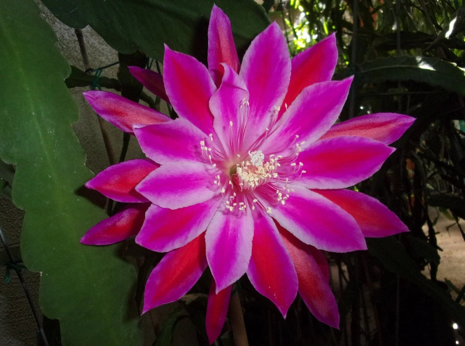 Epiphyllum Orchid Cactus Cutting - "TAKIN' IT TO THE STREETS" - Unique Trailing Epiphyllum spp. for Indoor Gardening