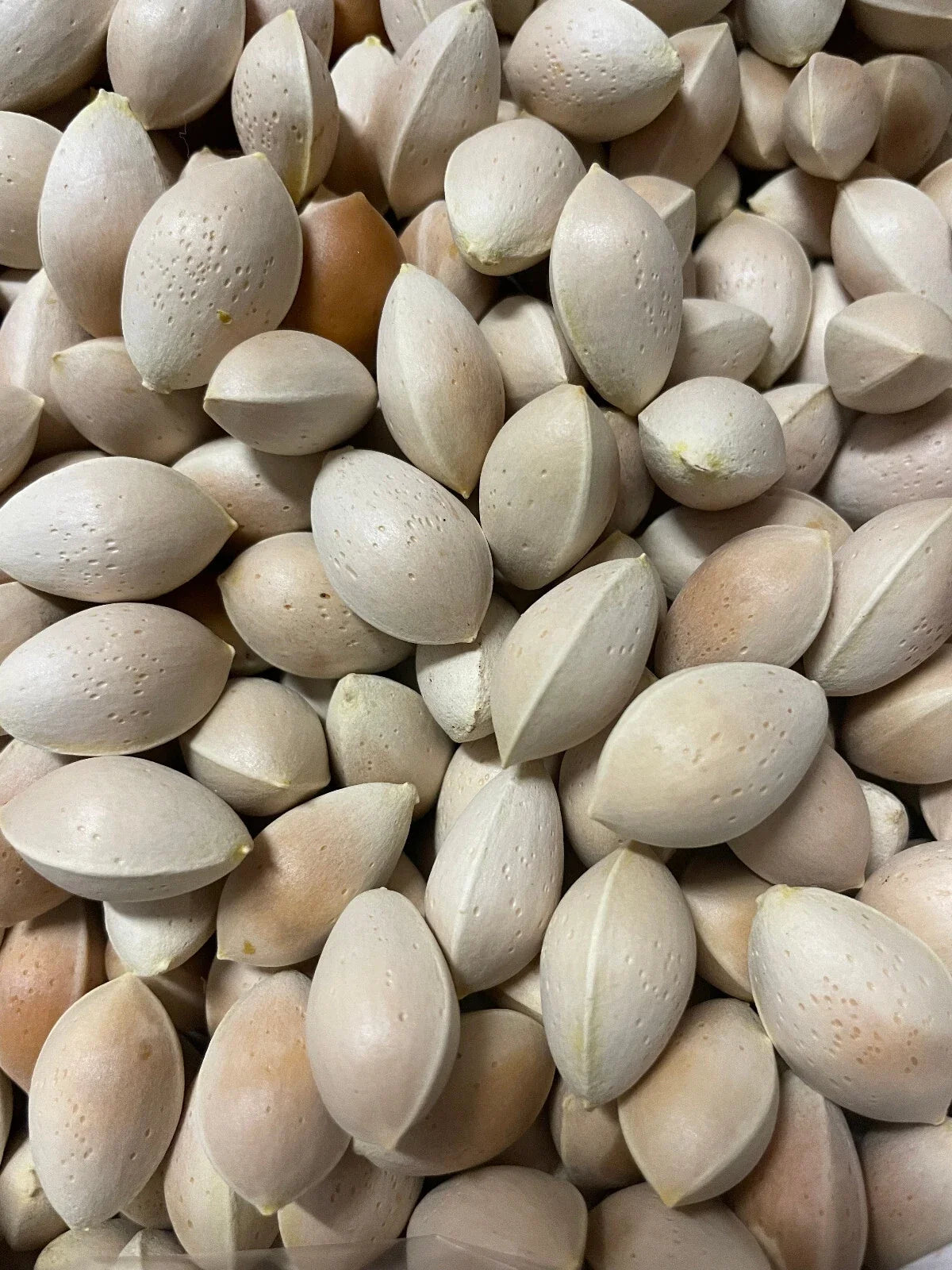 Ginkgo Biloba Seeds - Fresh Maidenhair Tree Seeds - 10 Pack - High Germination - USA Seller - Nov 2024 Harvest