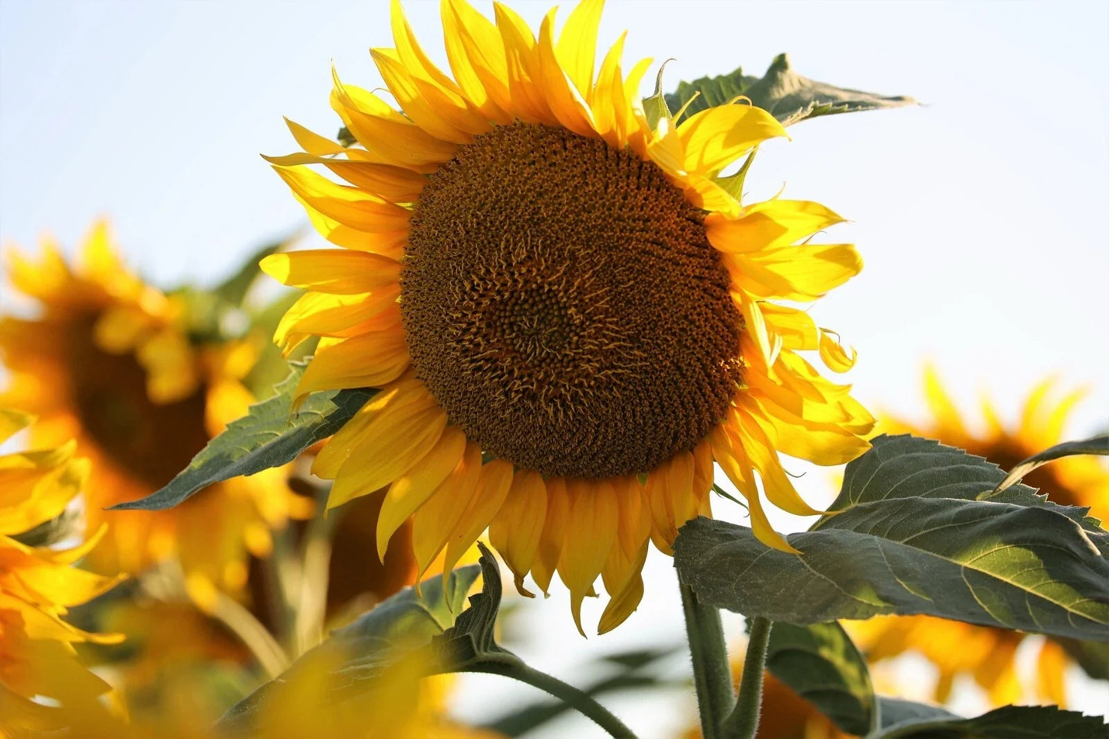 Mammoth Black Russian Sunflower Seeds – Organic Helianthus annuus Wildflower Pack of 25+