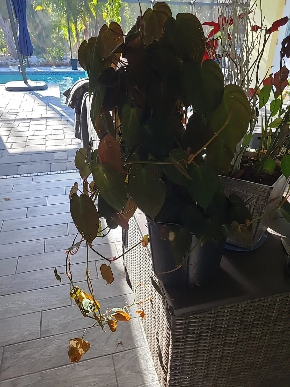Philodendron Hederaceum Micans 2 Node Fresh Starter Cutting