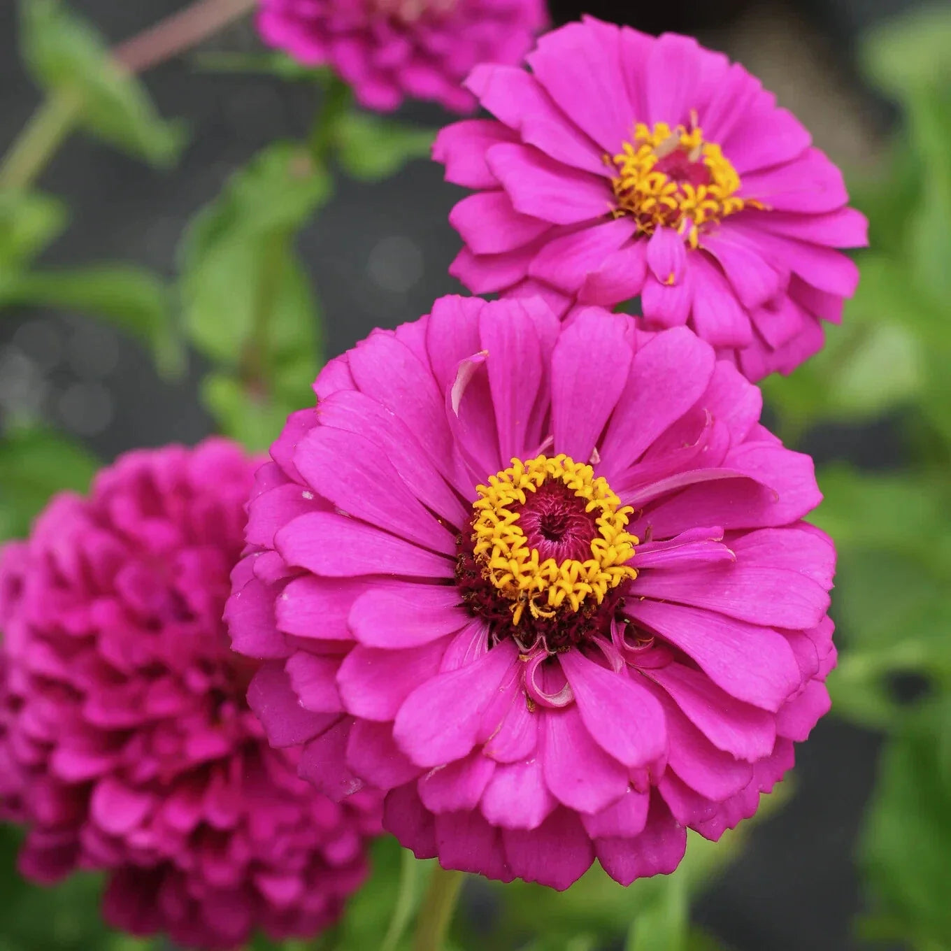 Violet Queen Zinnia Seeds - 100+ Pack for Garden Planting - Zinnia elegans - Vibrant Blooms for Borders & Containers