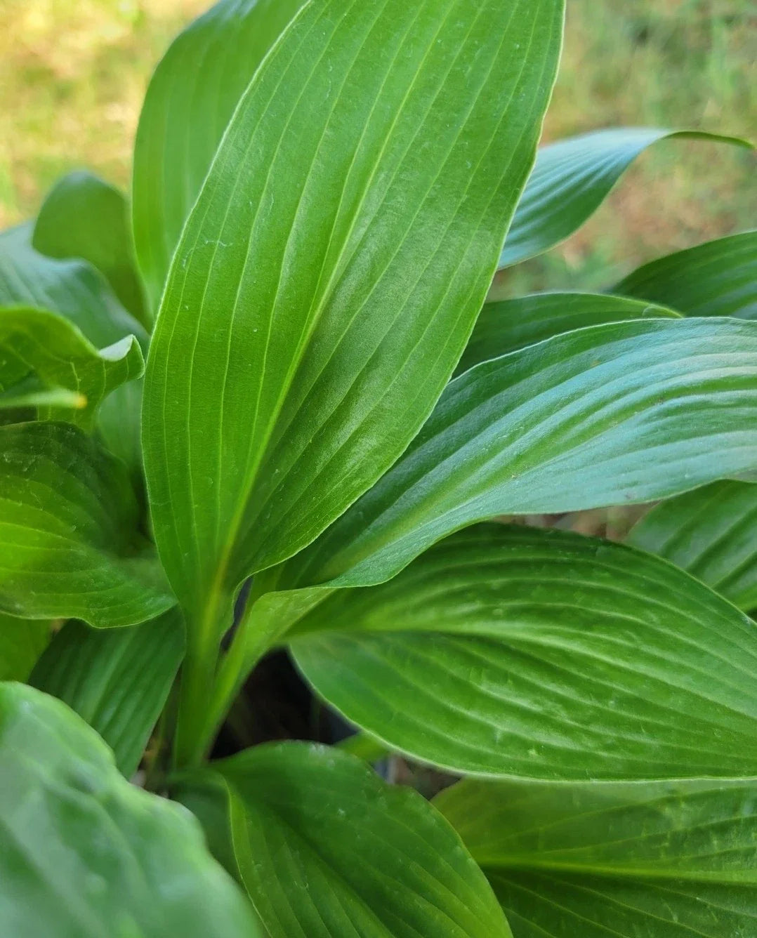 Hosta Lancifolia Live Bare Root Perennial Plant 2.5" Shade-Loving Zone 3-9