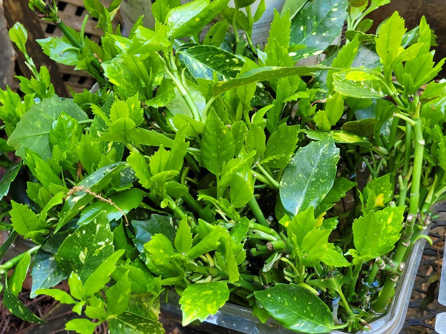 Aucuba Japonica Golden Dust Cuttings - 6 Evergreen Gold-Dust Tree Clippings