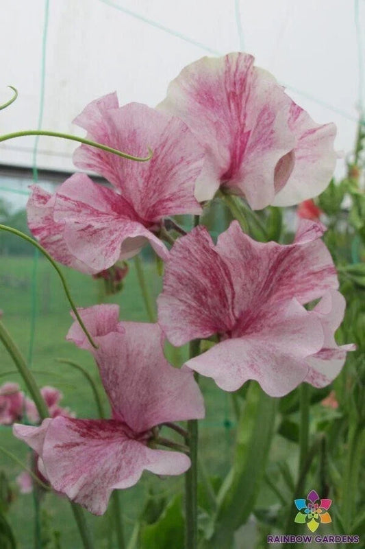 Chocolate Flake Sweet Pea Seeds, Climbing Vine, Fragrant Flowers, Lathyrus odoratus, Garden Planting, 50 Seeds