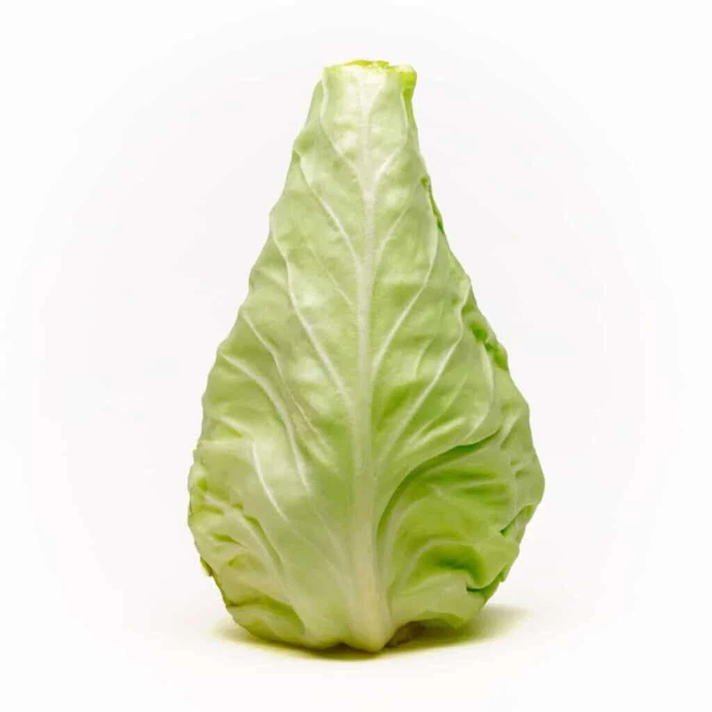 Conehead Cabbage Seeds - 500+ Pack, Heirloom Brassica oleracea var. capitata, Compact Upright, Garden Planting, Non-GMO, USA