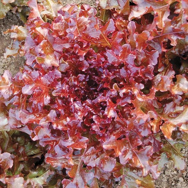 Red Salad Bowl Lettuce Seeds NON-GMO Heirloom Lactuca sativa
