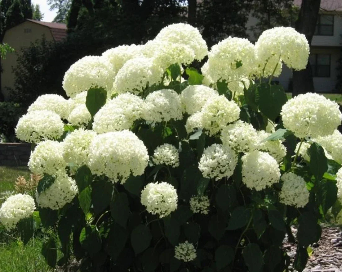 Deciduous Snowball Viburnum Live Plant - White Blooms, Fast-Growing Shrub, Zones 3-8, 4" Pot