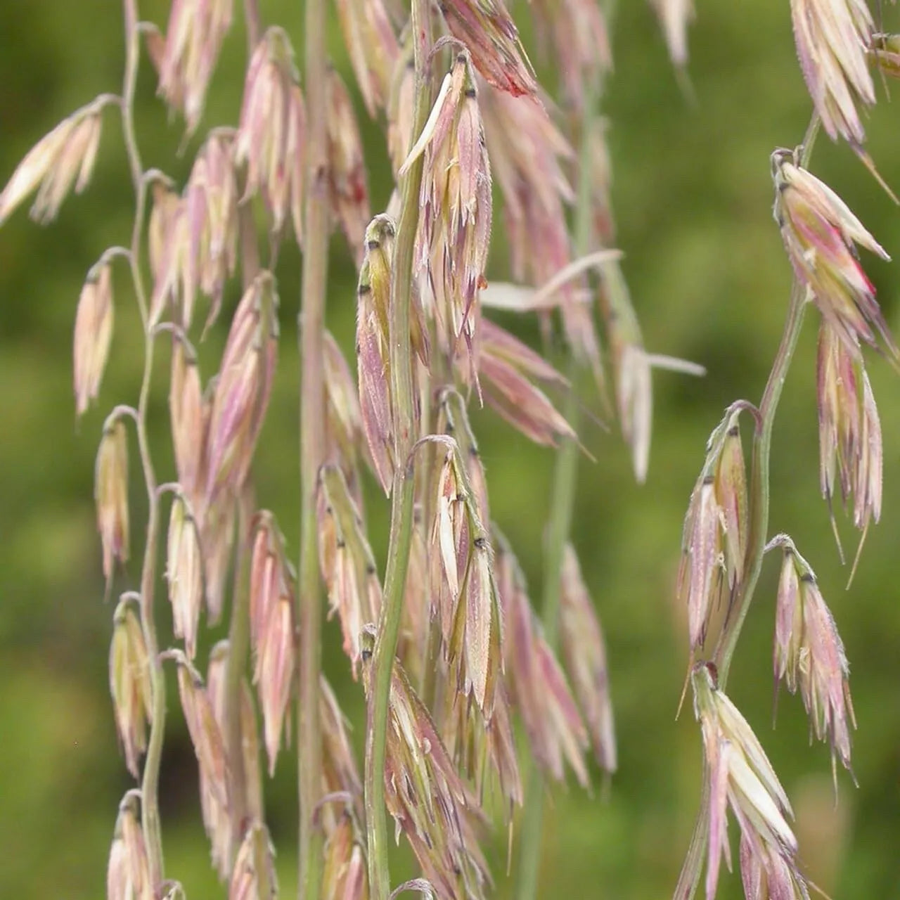 Sideoats Grass Seeds for Planting - Native Prairie Grass - Drought Tolerant - Eco-Friendly - Bouteloua curtipendula