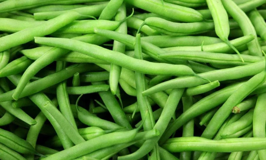 Green Bean Seeds - Provider Variety, Phaseolus vulgaris, Non-GMO, Open-Pollinated, Home Garden, Fresh Seeds for Planting