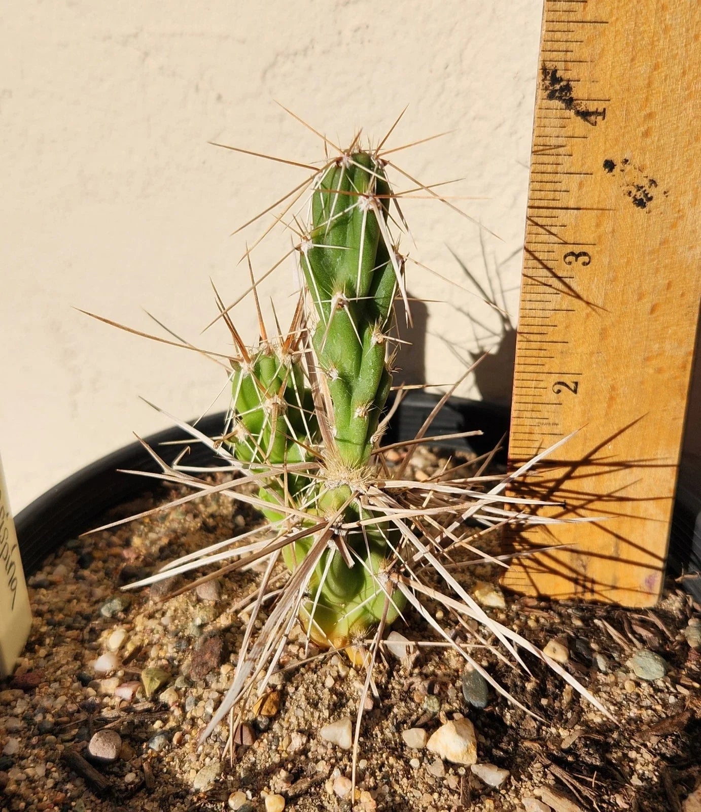 Live Rooted Cactus Plant - Densely-Spined Club Cholla - Grusonia densispina - Desert Succulent for Garden or Indoor