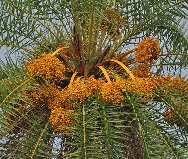 Phoenix Sylvestris Silver Date Palm Live Plant, 2+ Year Sapling, Indoor & Outdoor, Tropical, Hardy, Landscaping