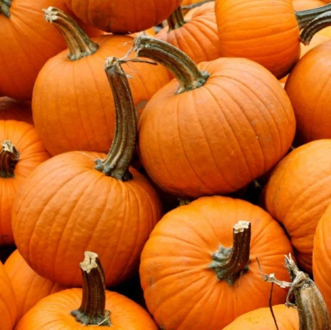 Small Sugar Pumpkin Seeds Heirloom Cucurbita pepo for Pies, Sweet Flavor, Non-GMO, 25 Seeds