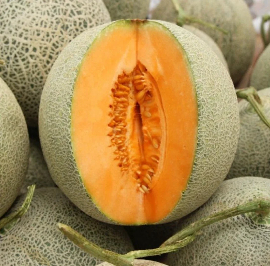 Non-GMO Melon Seeds - Cucumis melo - Sweet Juicy Melon for Home Gardens and Planting