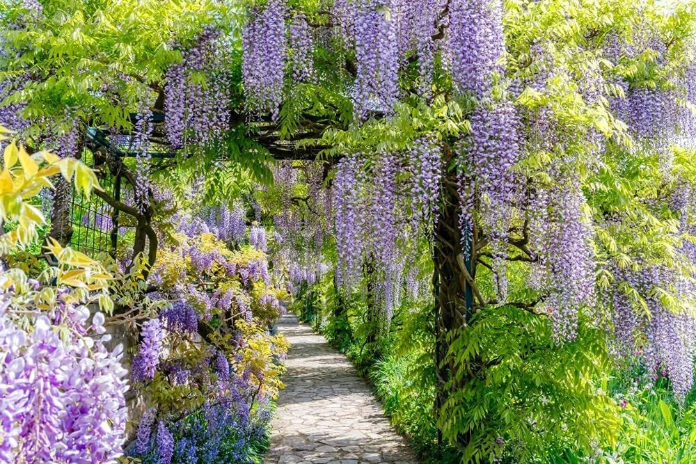 Chinese Wisteria Vine Seeds 10 Pack Wisteria sinensis for Climbing Trellises and Arbors