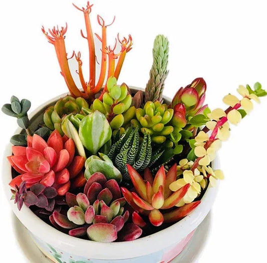 10 Assorted Succulent Cuttings for Dish Gardens & Terrariums - Fresh Indoor Outdoor Decor