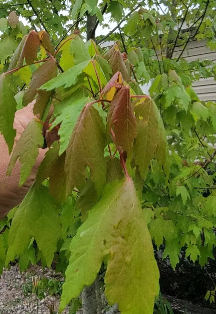 Florida Red Maple Trees Seedlings 4-8" Acer rubrum Bare Root Live Plants, Autumn Foliage, Deciduous Landscape Trees
