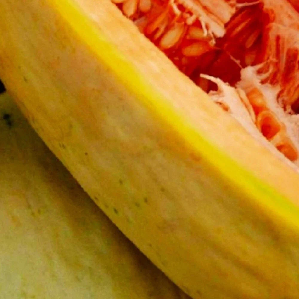 Banana Melon Seeds | NON-GMO Heirloom Seeds | Fresh Cucumis melo Garden Seeds