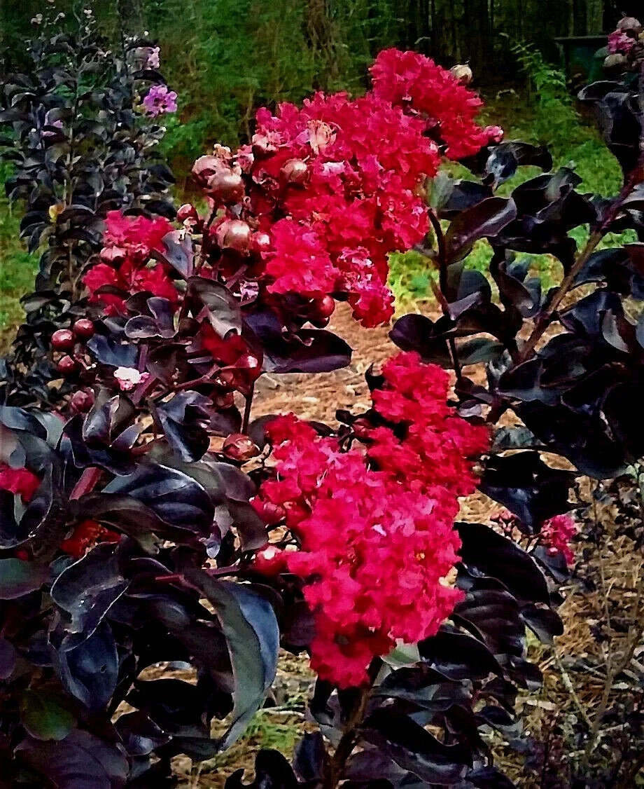 Black Diamond Red Hot Crepe Myrtle Tree Starter Plants - Lagerstroemia indica, Dark Red Flowers, Black Foliage, Fast Growth
