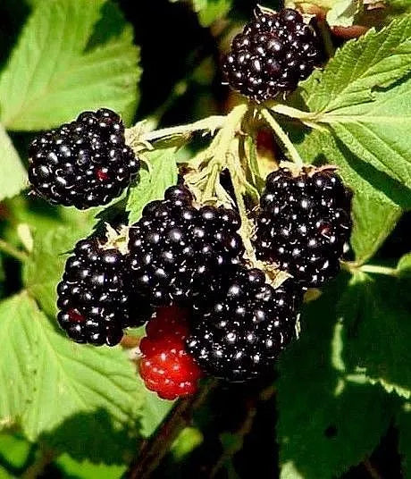 Wild Southern Blackberry Plants 4-Pack | Rubus Fruticosus Edible Fruit Bush | Bare Root Starter Plants