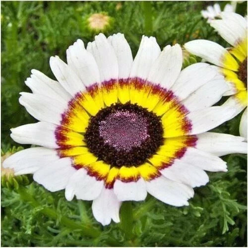 Chrysanthemum Tri-Color Painted Daisy Seeds - 201+ Seeds for Garden & Patio Containers