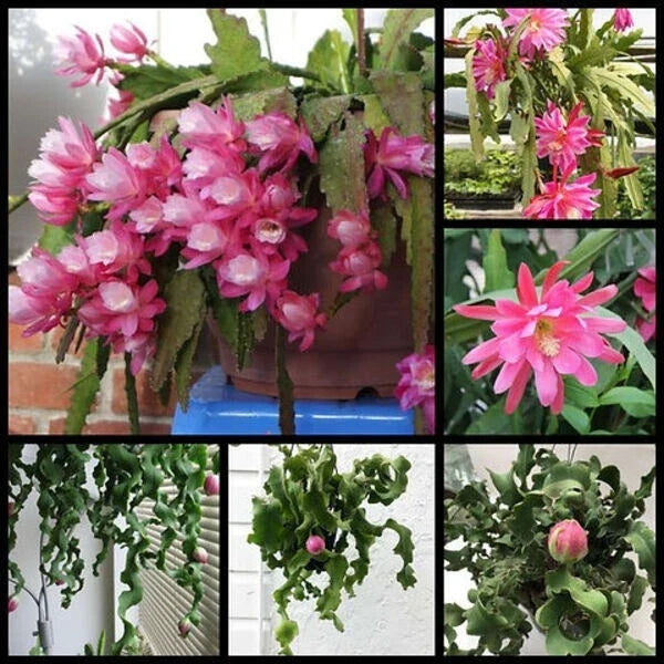 Live Epiphyllum 'Curly Locks' Orchid Cactus Succulent 4" Bare Root Indoor Plant, Unique Green Houseplant