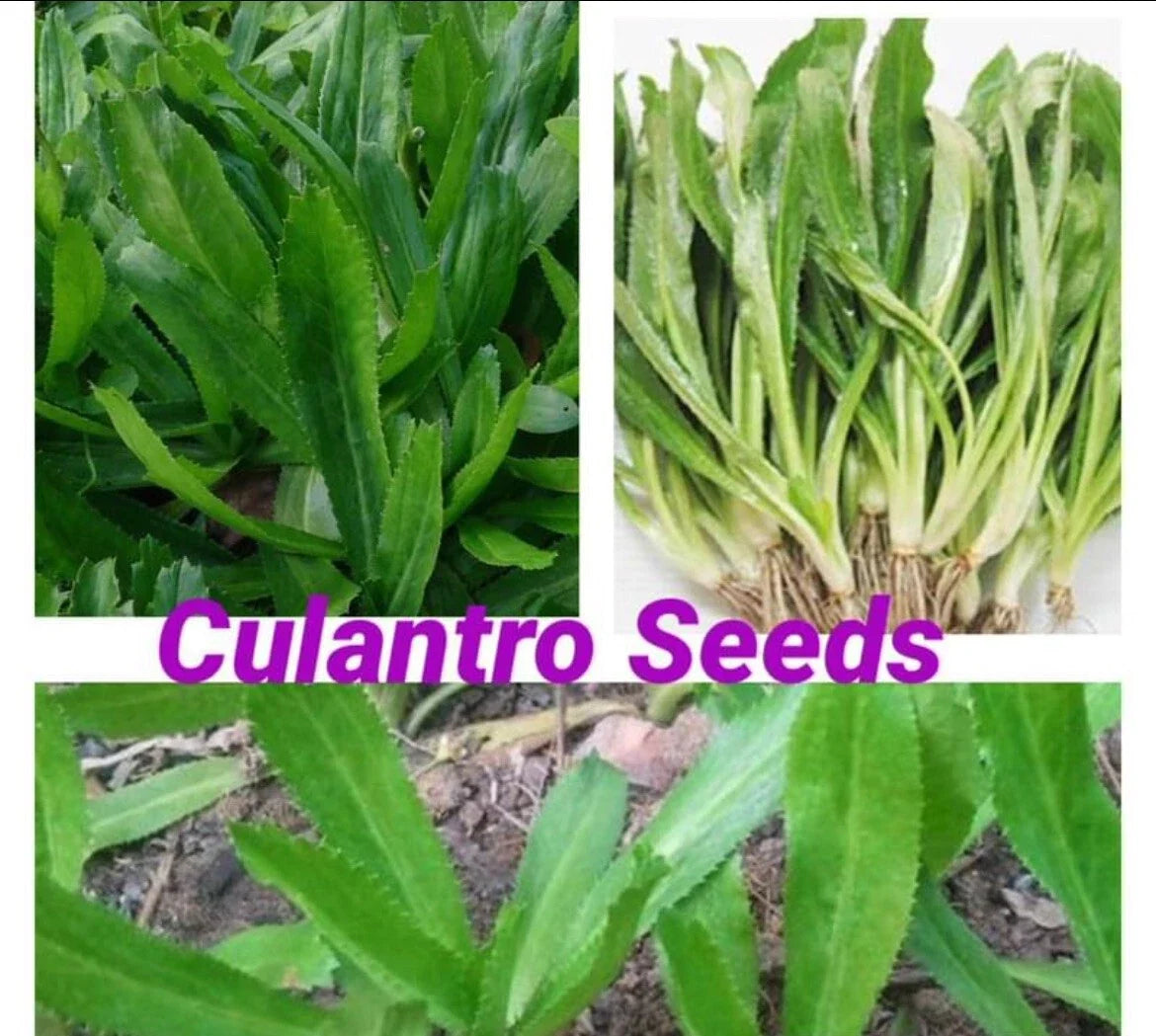 Culantro Seeds 200 Pack, Mexican Coriander, Eryngium foetidum, Culinary Herb for Salsas & Soups