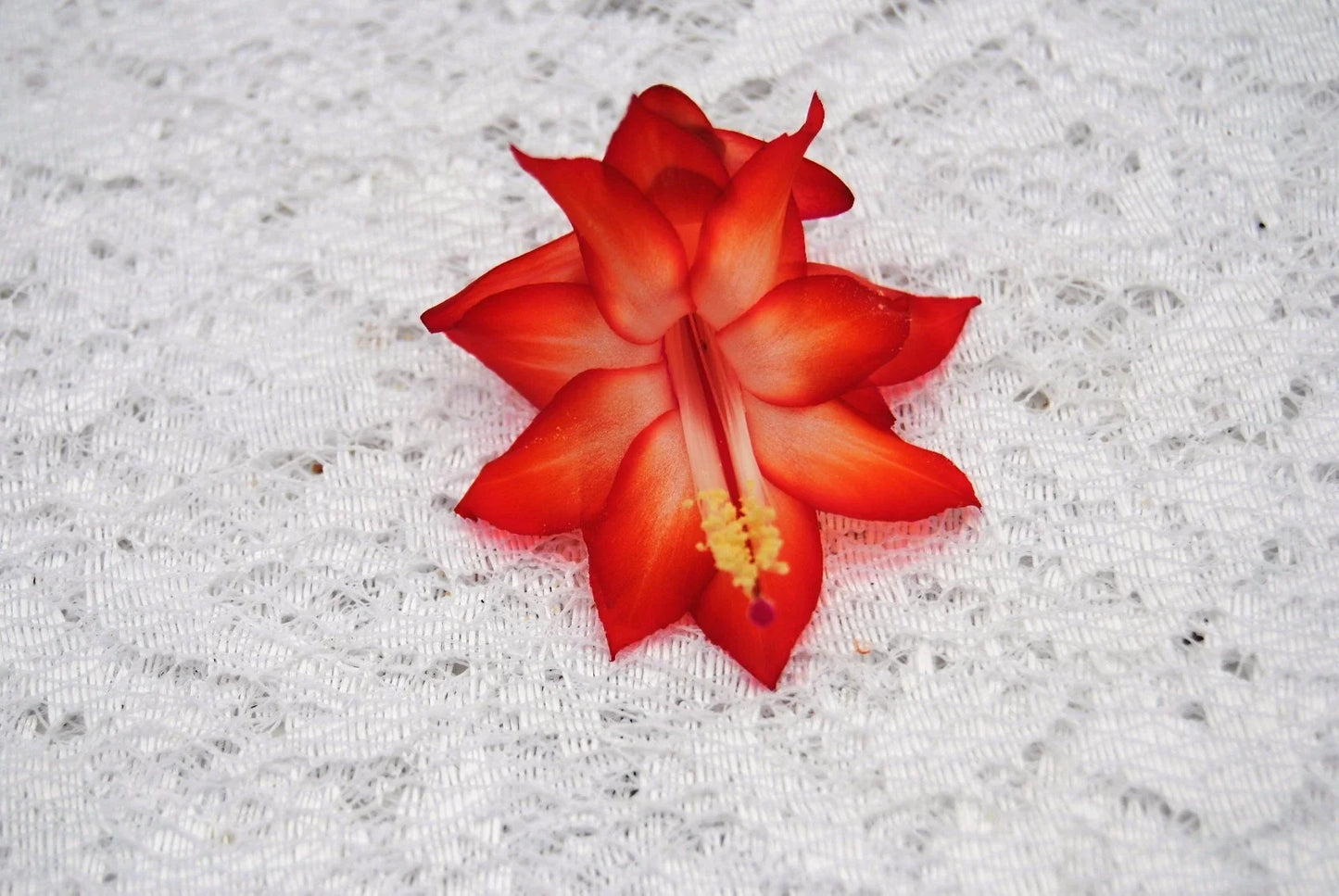 Christmas Cactus Starter Plant - Schlumbergera Truncata - Well-Rooted Indoor Succulent with Pink & Red Blooms