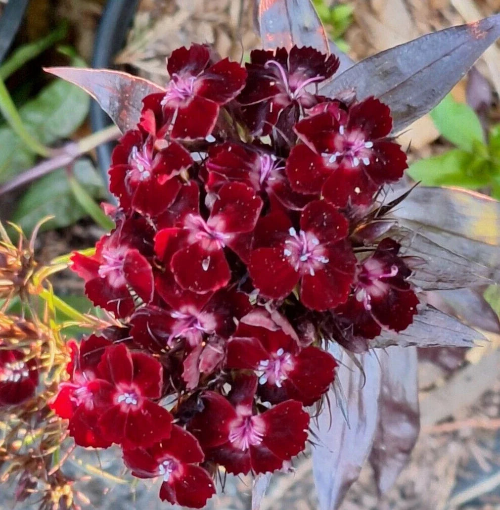 Sweet William Seeds 100 Count Black Adder Dianthus barbatus Pink Flowers Compact Plant