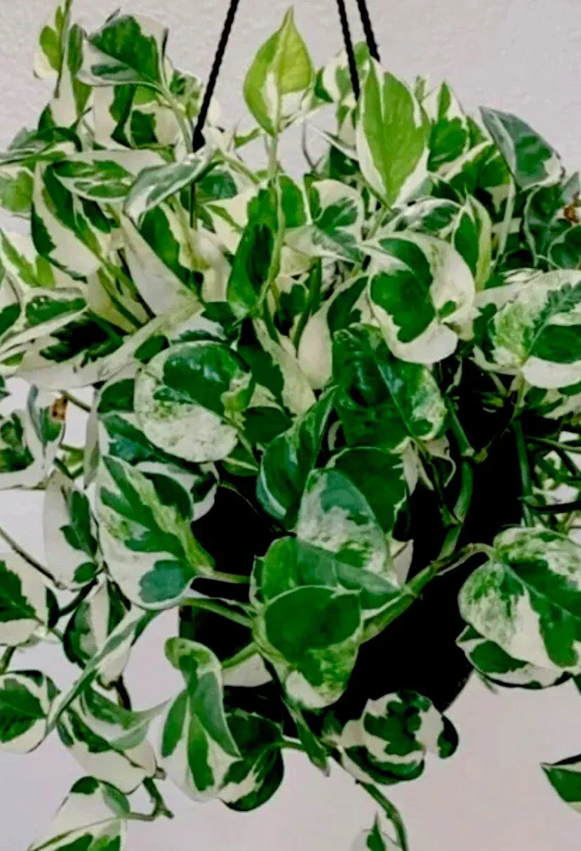 N'Joy Pothos Plant in 3 Inch Pot - Epipremnum aureum Indoor Houseplant