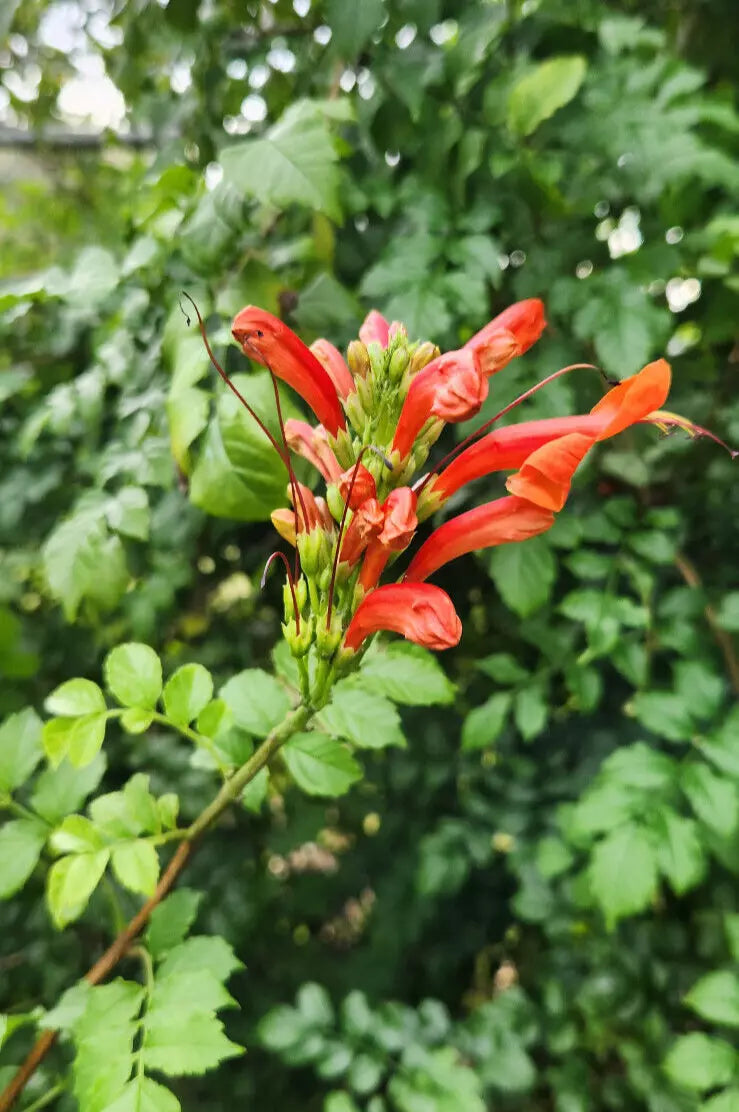 Cape Honeysuckle Plant - 3 Gallon Pot - Tecomaria Capensis - Orange Flowers Attract Butterflies & Hummingbirds