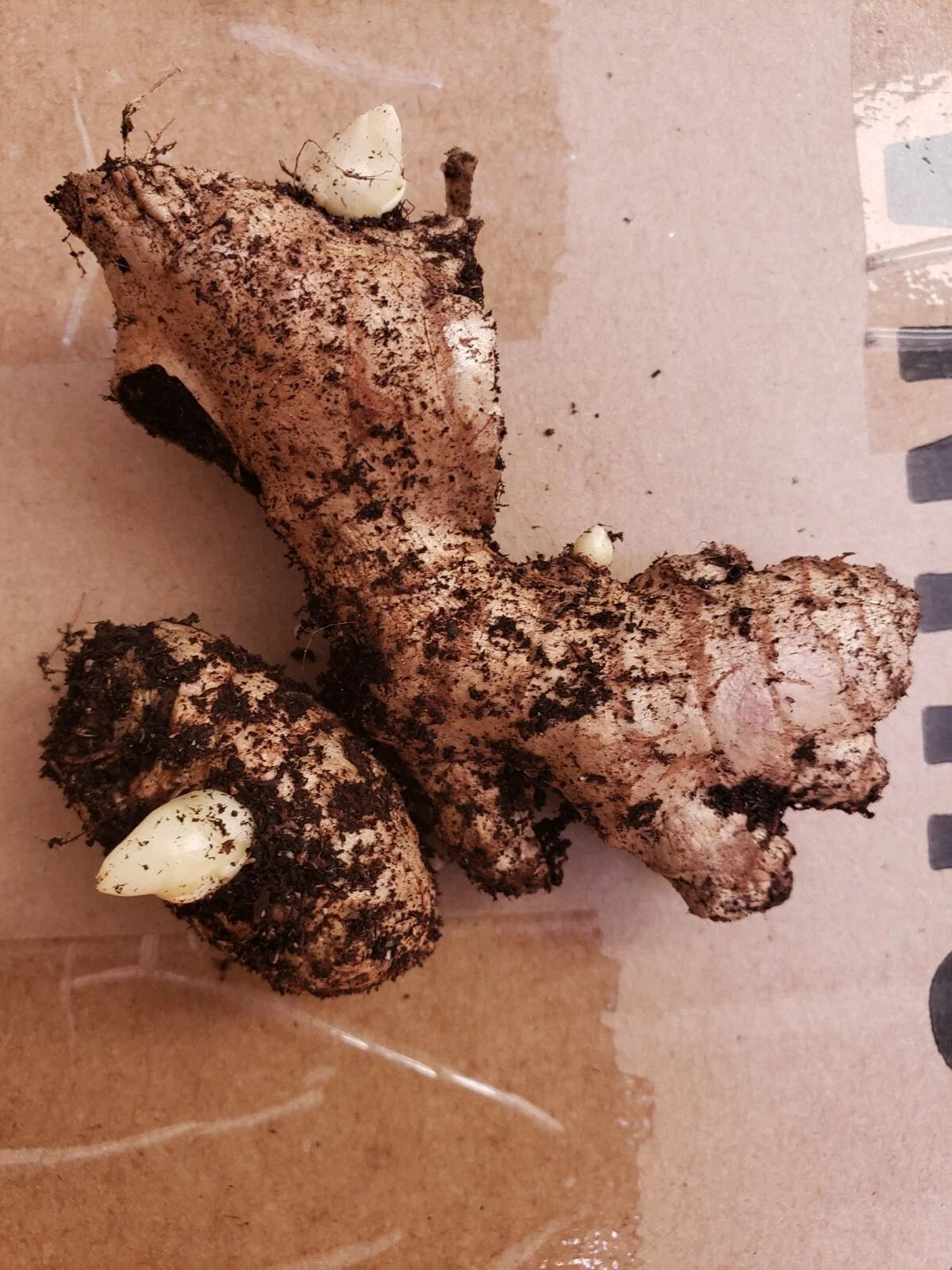 Fresh Organic Live Ginger Roots for Planting - Zingiber officinale, Edible Gardening, Tropical & Subtropical Climate, 2 pcs