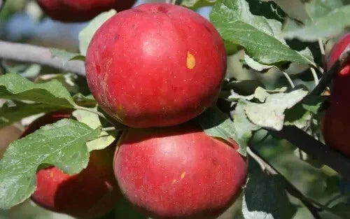 Novaspy Apple Seeds - 25+ Count, Malus domestica, Deciduous Fruit Tree for Home Garden, Sweet Crisp Apples, USA