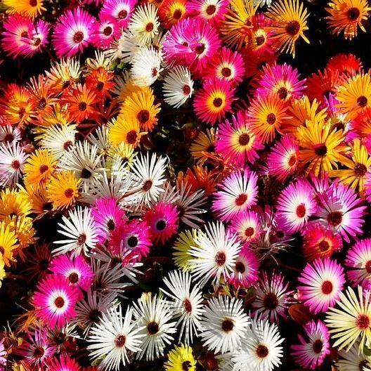 Daisy Ice Plant Livingstone Mix Dwarf Seeds - 2000 Pack - Drought Tolerant Groundcover