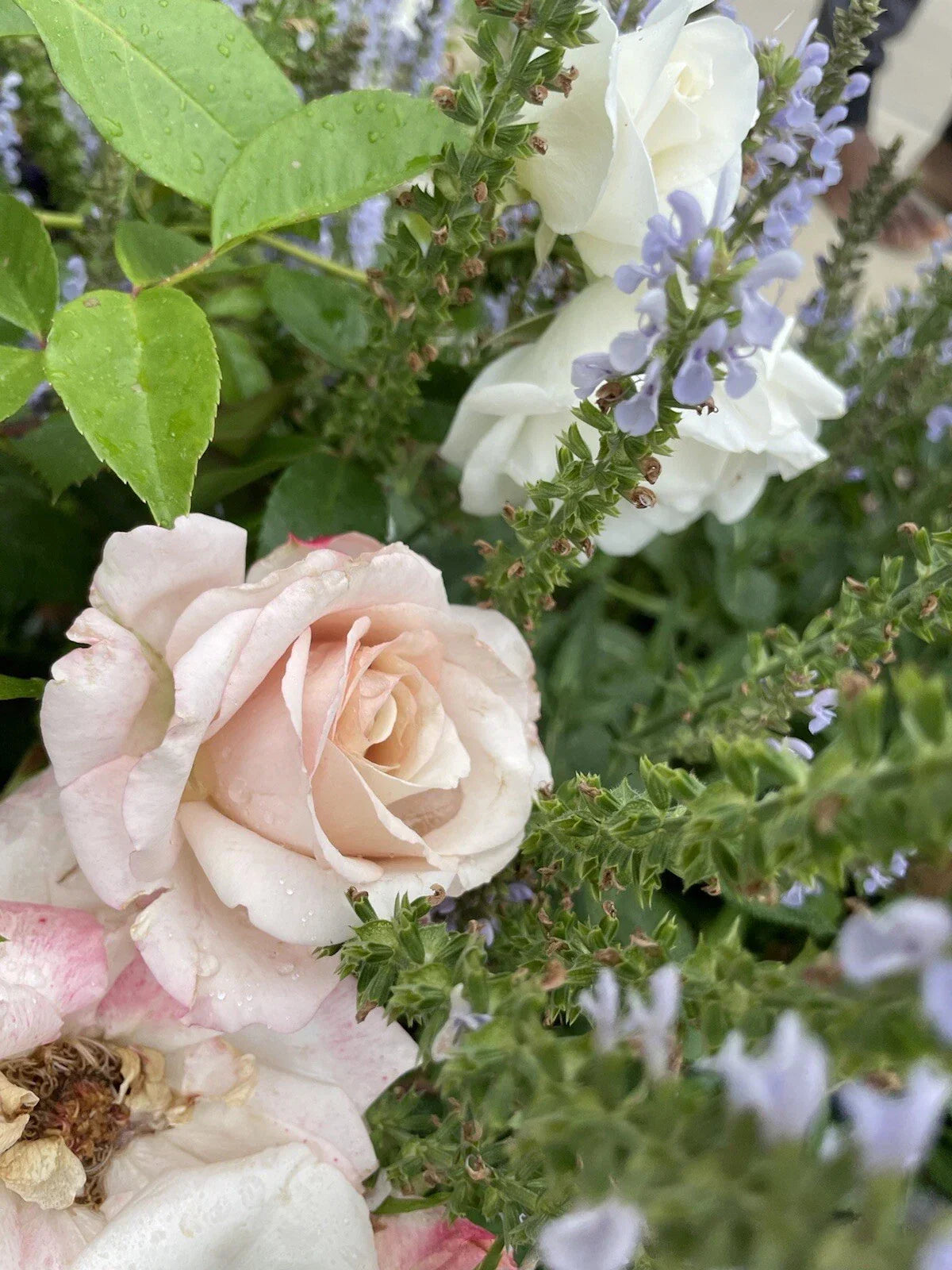 Parfuma First Crush Rose Plant Unrooted Cuttings - 3 Fresh 6” Long Rosa 'First Crush'