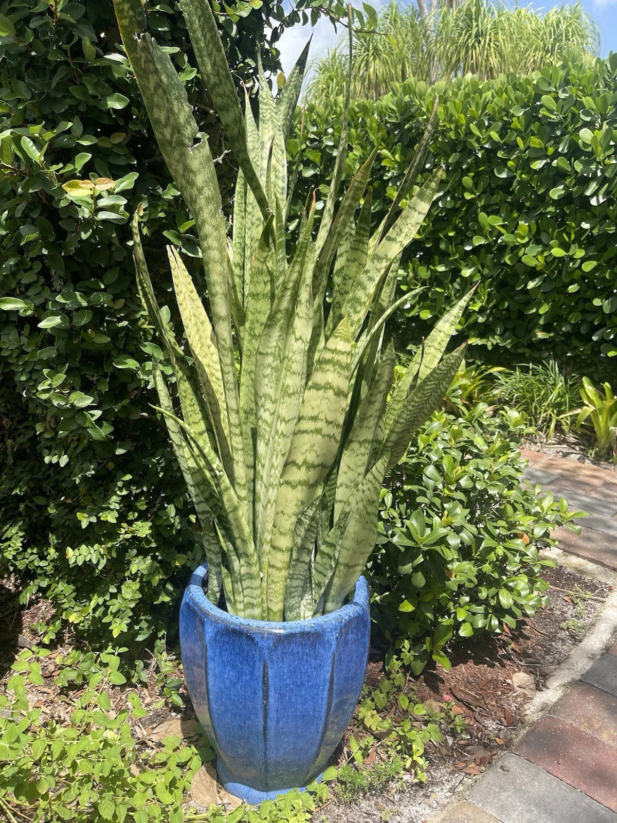 Sansevieria Snake Plant Leaf Cuttings – 8" Propagation Starter, Mother-in-Law's Tongue, Sansevieria trifasciata