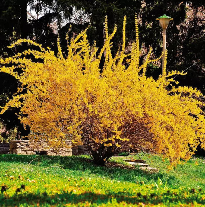 Forsythia Bush Live Plant in 4" Pot, Lynwood Gold Forsythia, Bright Yellow Flowers, Forsythia x intermedia, Spring Blooming
