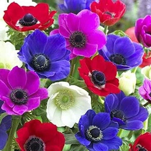Anemone Bulbs Mix Colors 12 Pack - Anemone de Caen Bulbs for Spring Gardens